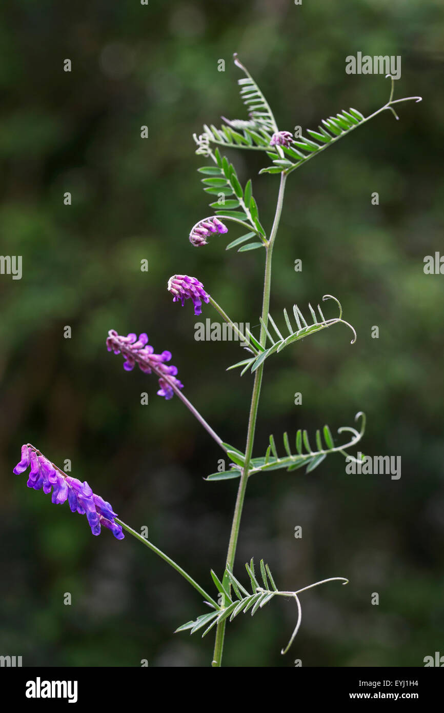 Tufted vetch / cow vetch / bird vetch / boreal vetch (Vicia cracca) in flower Stock Photo