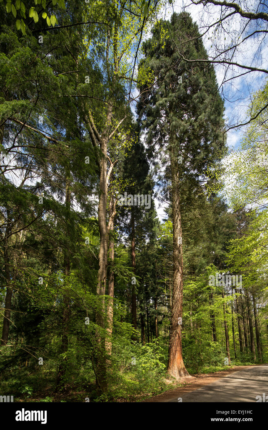 Giant sequoia / giant redwood / Sierra redwood / Sierran redwood / Wellingtonia (Sequoiadendron giganteum) in European park Stock Photo