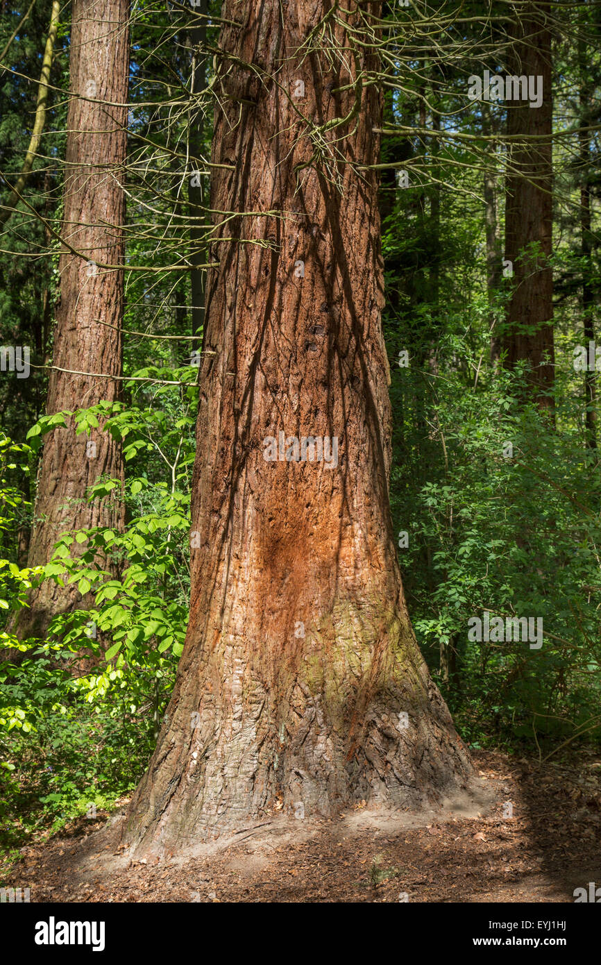 Giant sequoia / giant redwood / Sierra redwood / Sierran redwood / Wellingtonia (Sequoiadendron giganteum) detail of tree trunk Stock Photo
