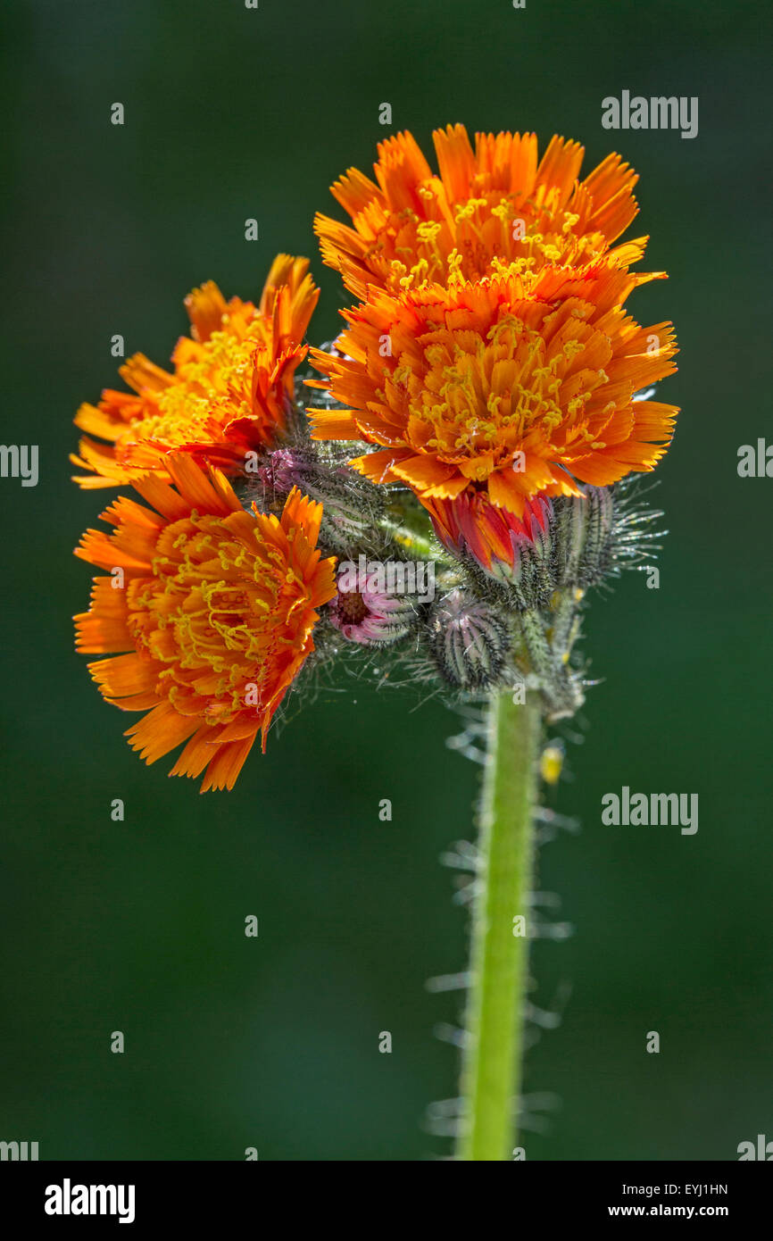 Fox-and-cubs / orange hawkweed / tawny hawkweed / devil's paintbrush (Hieracium aurantiacum / Pilosella aurantiaca) in flower Stock Photo