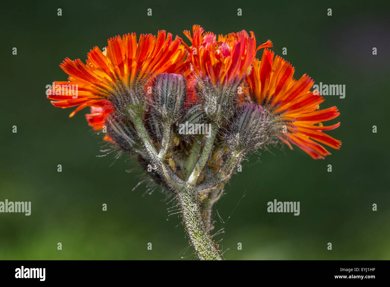 Fox-and-cubs / orange hawkweed / tawny hawkweed / devil's paintbrush (Hieracium aurantiacum / Pilosella aurantiaca) in flower Stock Photo