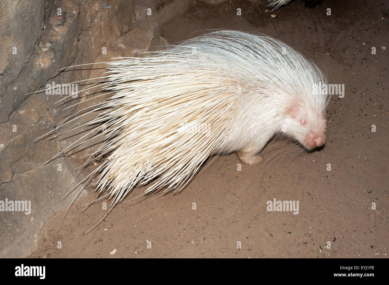 Albino Cape porcupine. Albinism in animals is considered to be a hereditary condition characterised by the absence of pigment in Stock Photo
