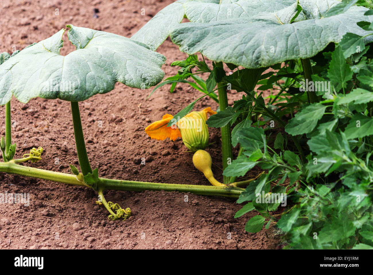 Pumpkin plant in a garden Stock Photo - Alamy