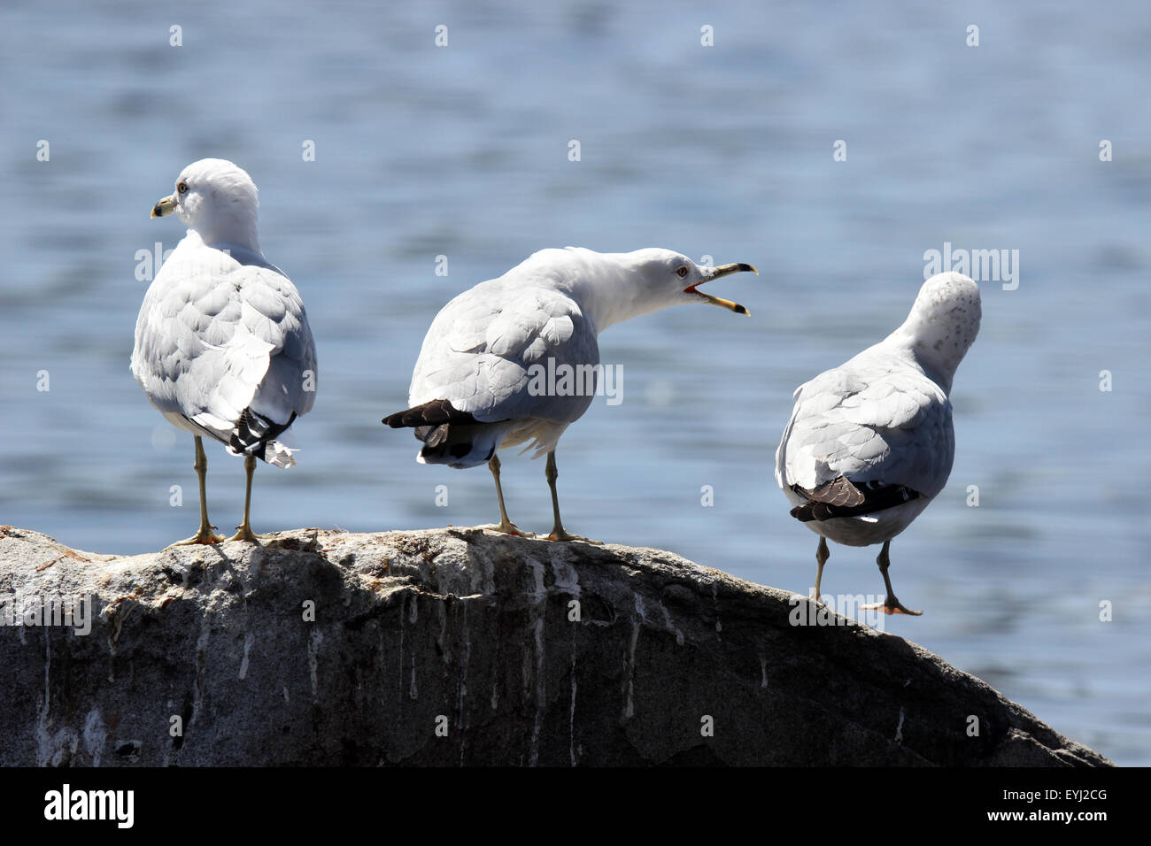 Three seagulls standing on a rock one showing aggressive territorial behavior by squawking. Stock Photo