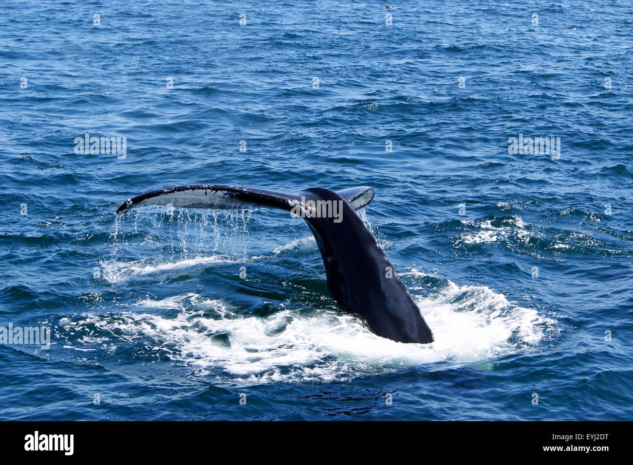 Water falls from the tail fluke of a humpback whale as the whale starts to dive. Stock Photo