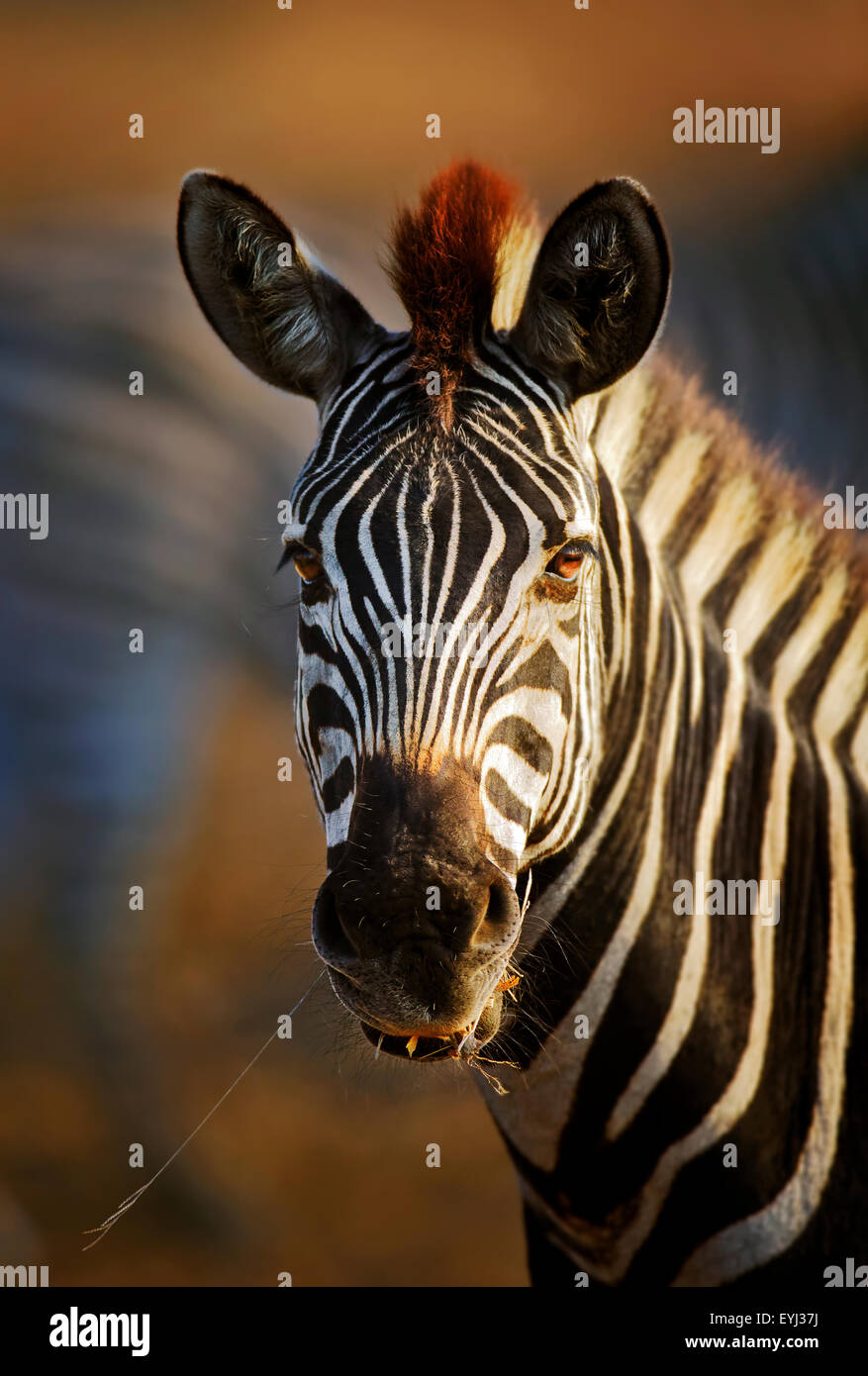 Zebra (Equus burchell's) portrait close-up - Kruger National park (South Africa) Stock Photo