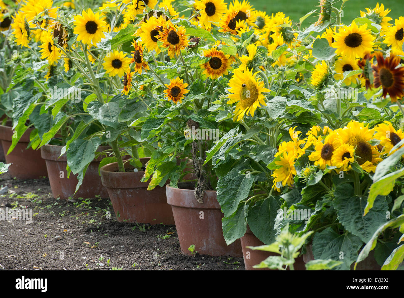 Helianthus annuus. Dwarf sunflowers in plant pots at RHS Wisley Gardens. Surrey, England Stock Photo