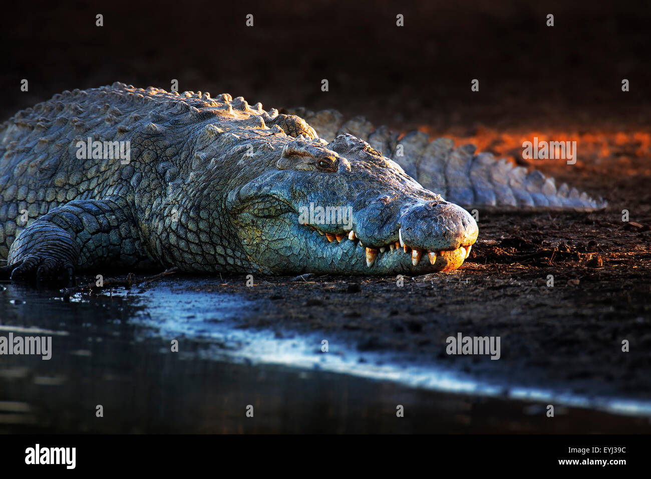 Nile crocodile (crocodylus niloticus) on riverbank with last light of day -Kruger National Park (South Africa) Stock Photo