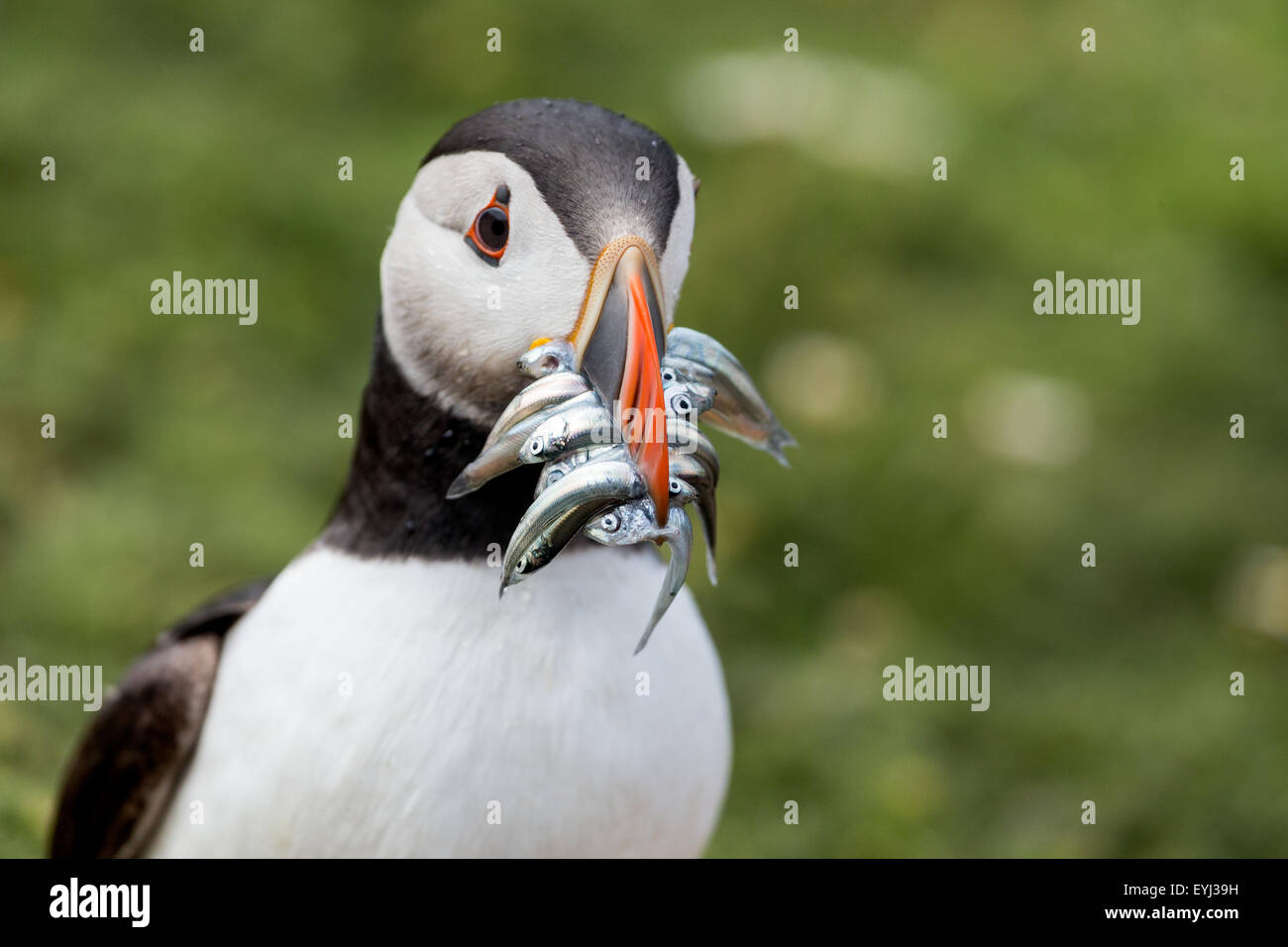 A puffin (Fratercula arctica) brings a catch of sand eels back to its nest on  Skomer Island. Stock Photo