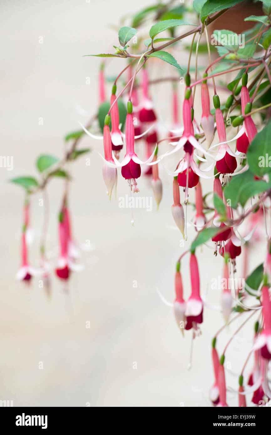 Fuchsia ‘Checkerboard’ flowers Stock Photo - Alamy