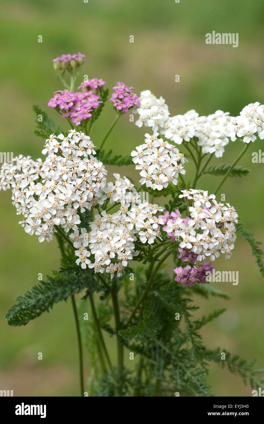 Schafgarbe; Achillea; millefolium; Stock Photo