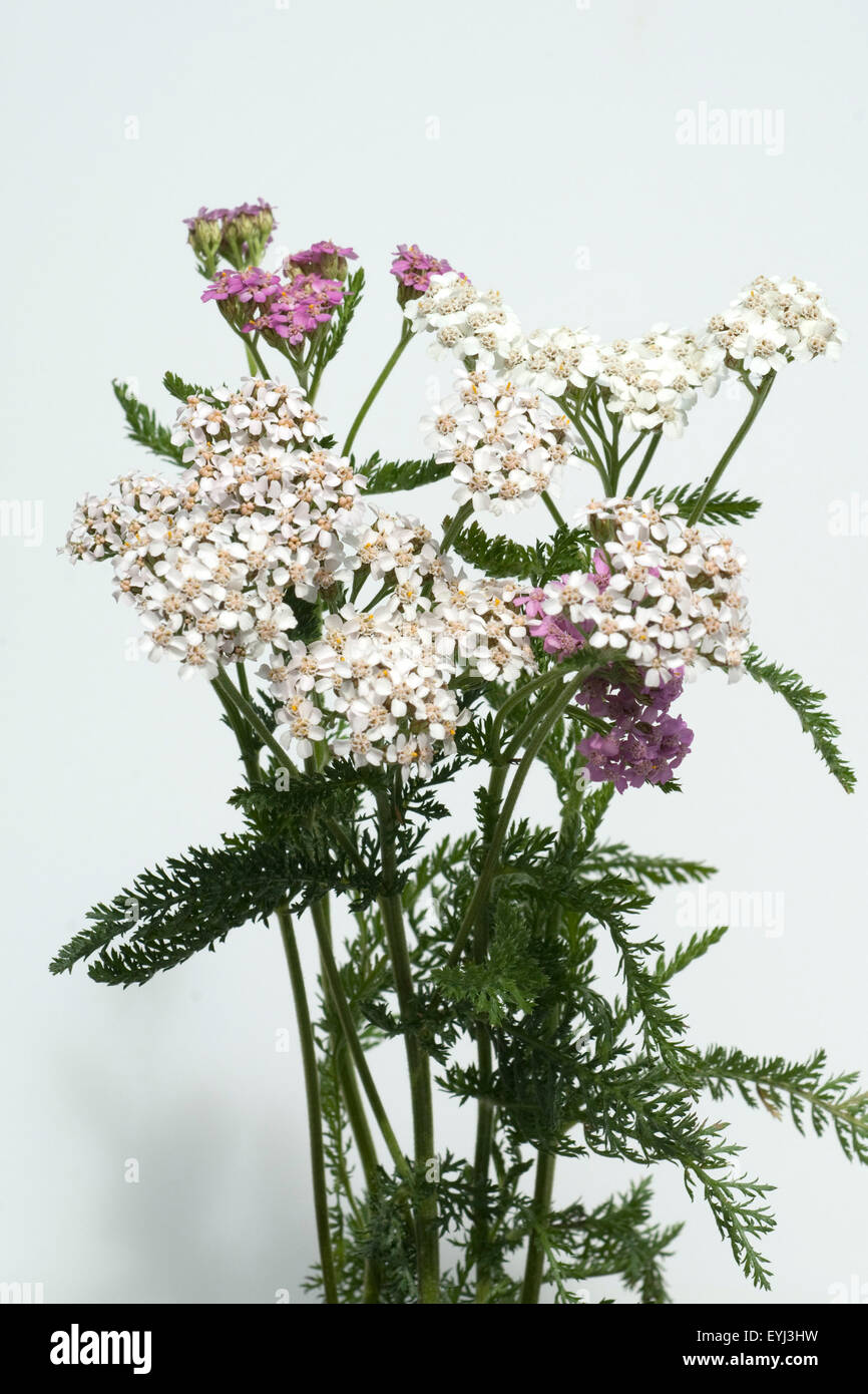 Schafgarbe; Achillea; millefolium; Stock Photo
