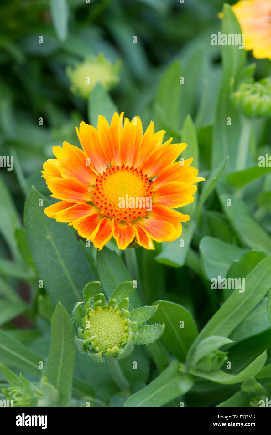 Gaillardia x grandiflora mesa peach blanket flower hires stock photography and images Alamy
