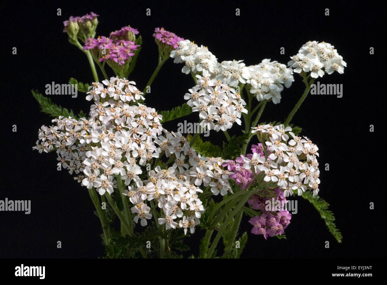 Schafgarbe; Achillea; millefolium; Stock Photo