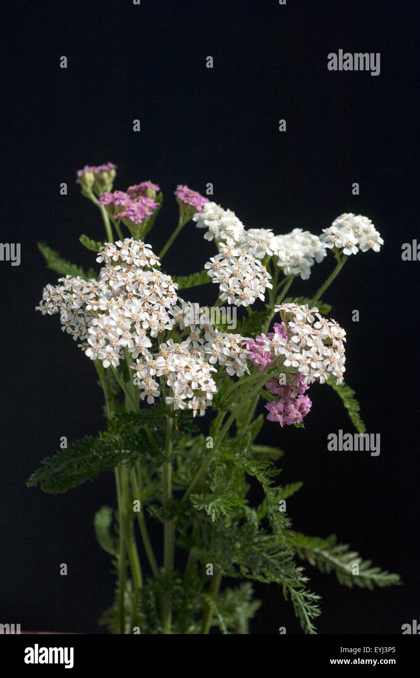 Schafgarbe; Achillea; millefolium; Stock Photo
