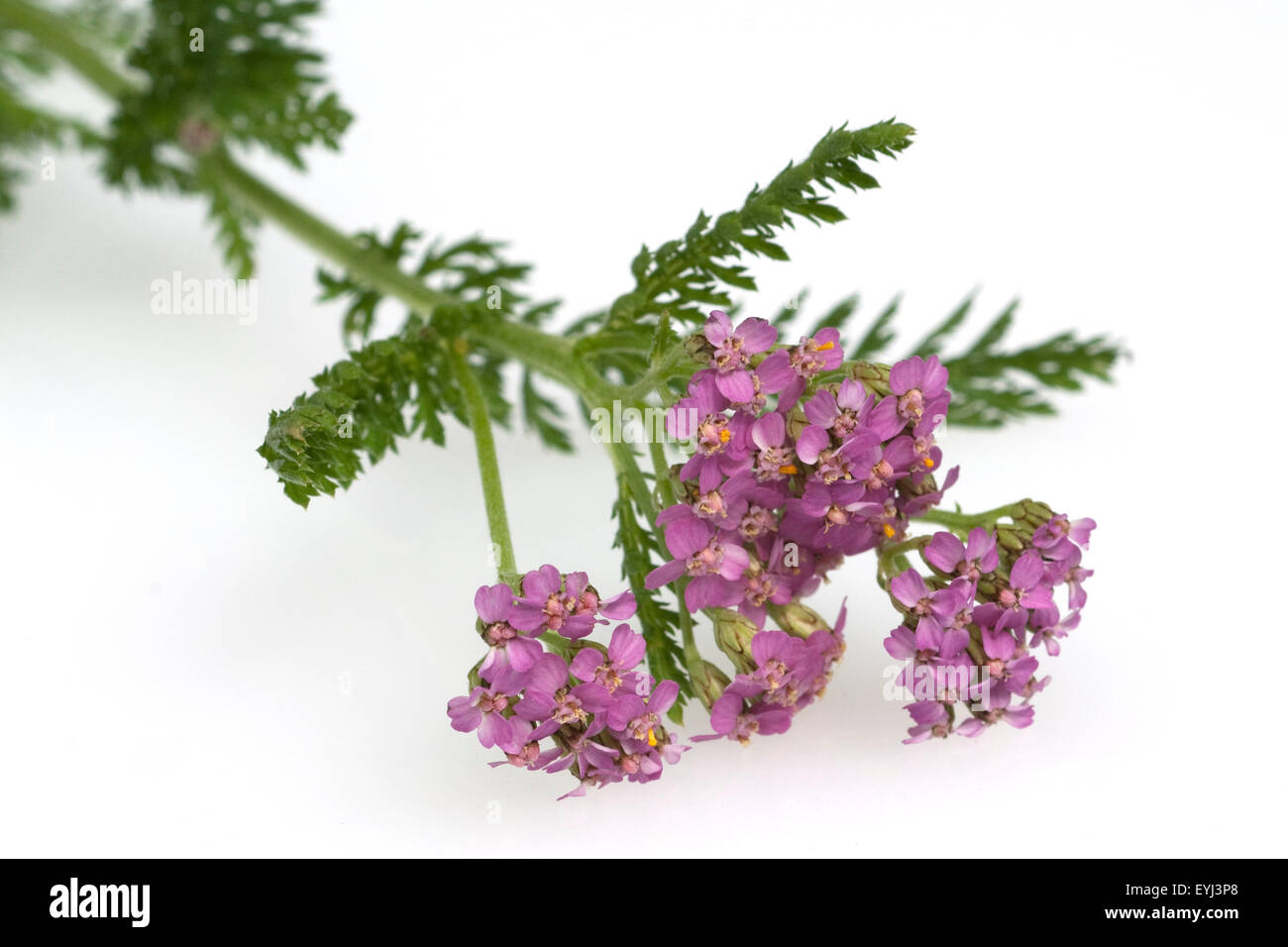Schafgarbe; Achillea; millefolium; Stock Photo