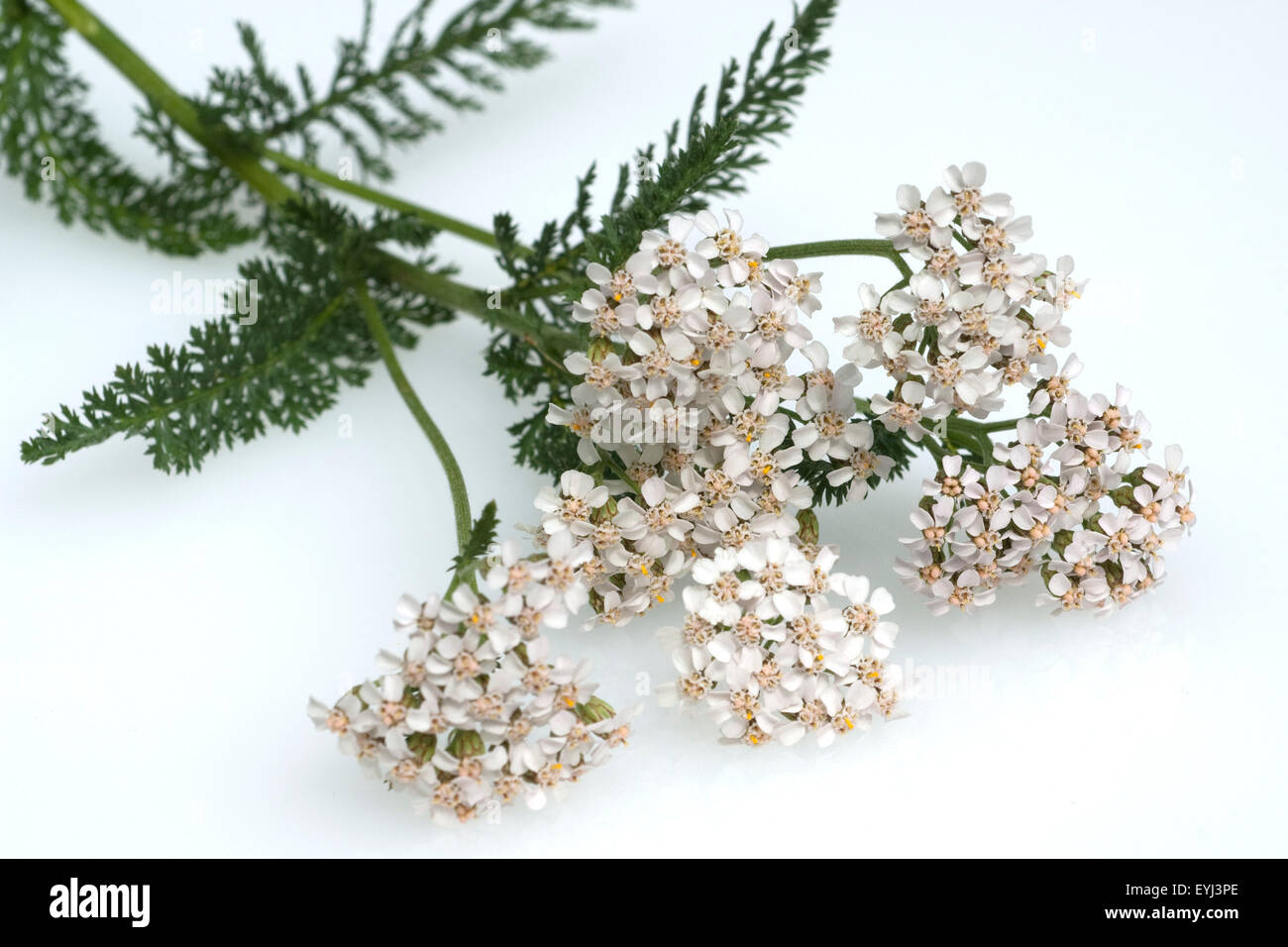 Schafgarbe; Achillea; millefolium; Stock Photo