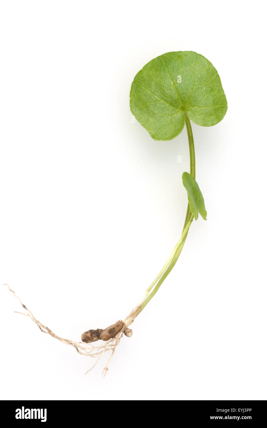 Scharbockskraut, Ranunculus, ficaria, Stock Photo