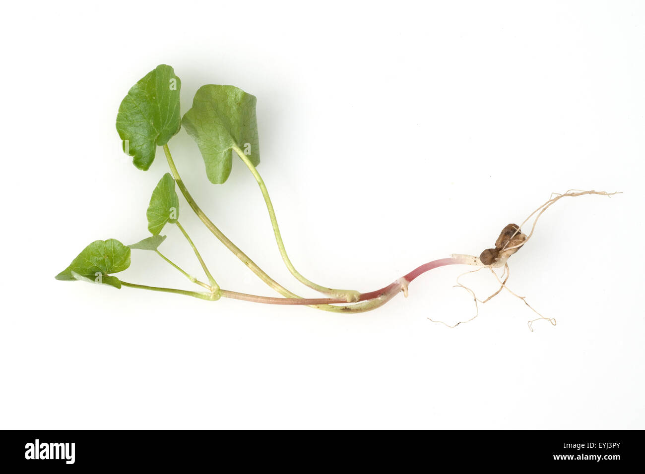 Scharbockskraut, Ranunculus, ficaria, Stock Photo