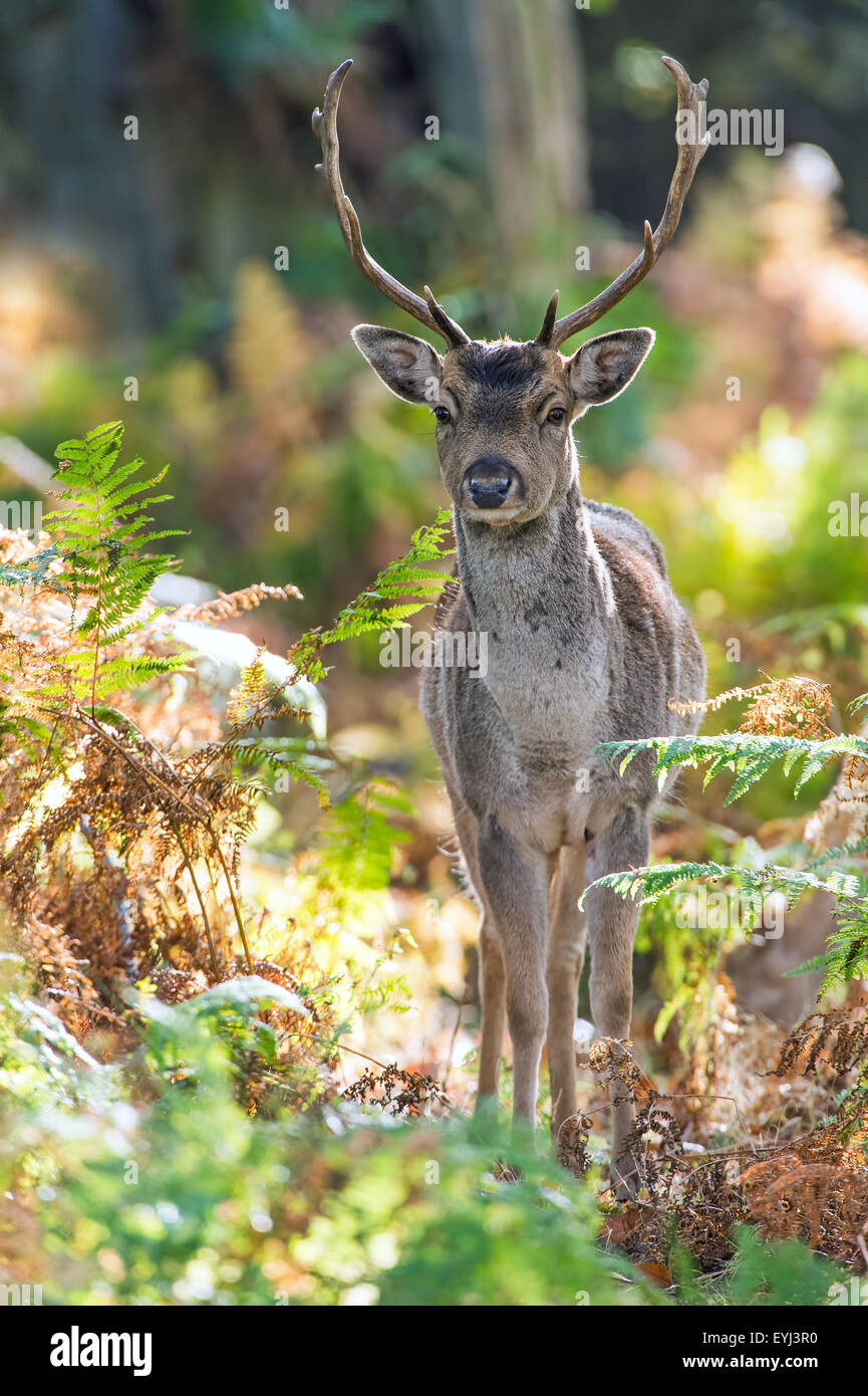 Fallow Deer (Dama Dama) Stock Photo