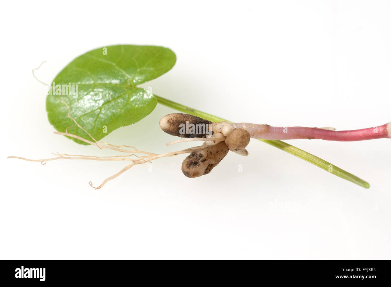 Scharbockskraut, Ranunculus, ficaria, Stock Photo