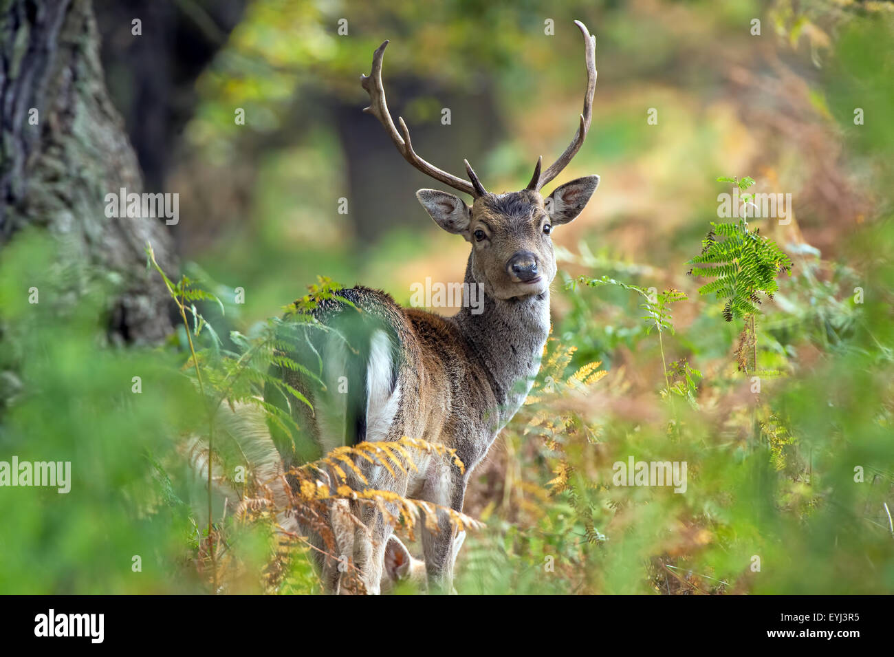 Fallow Deer (Dama Dama) Stock Photo