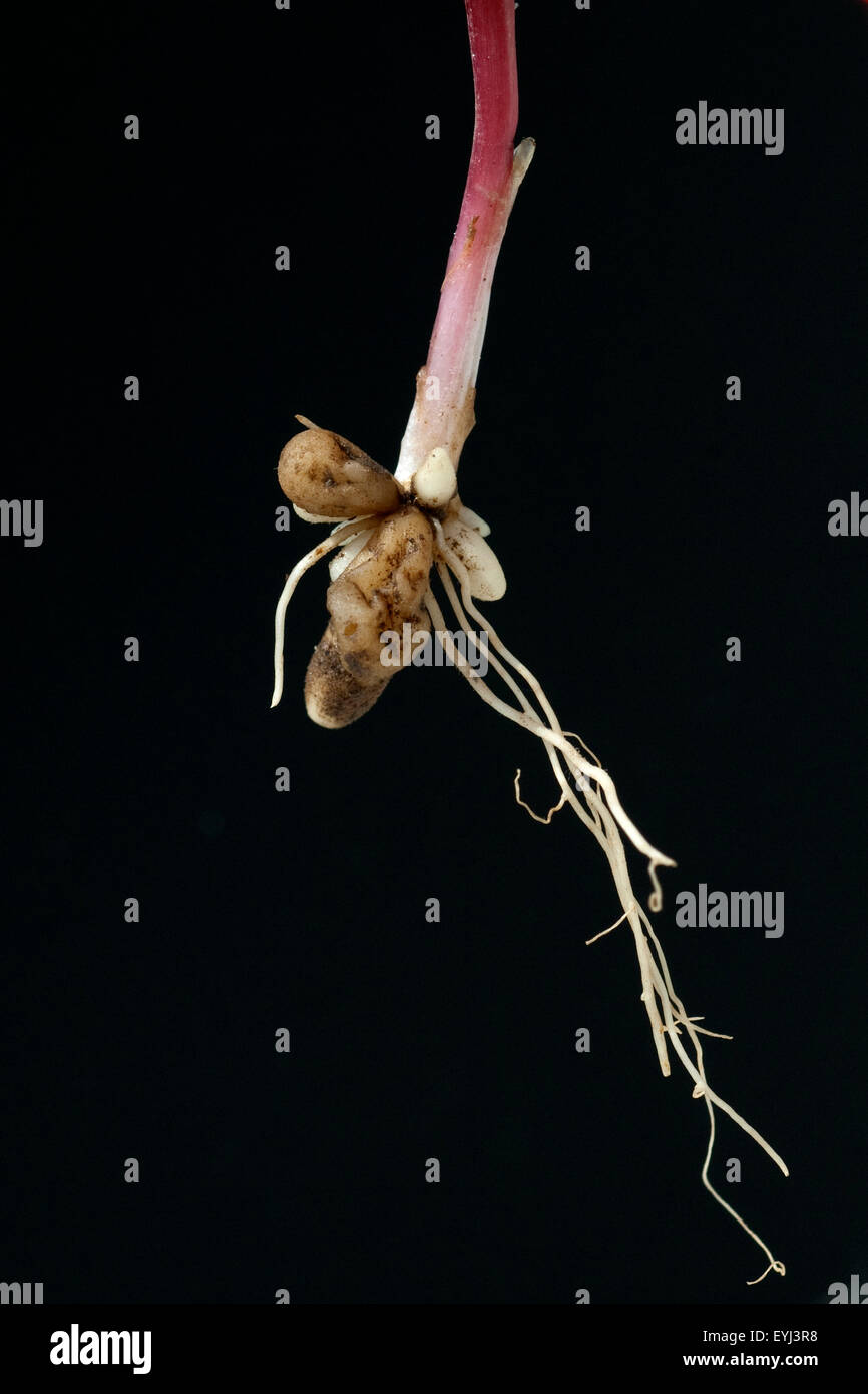 Scharbockskraut, Ranunculus, ficaria, Stock Photo