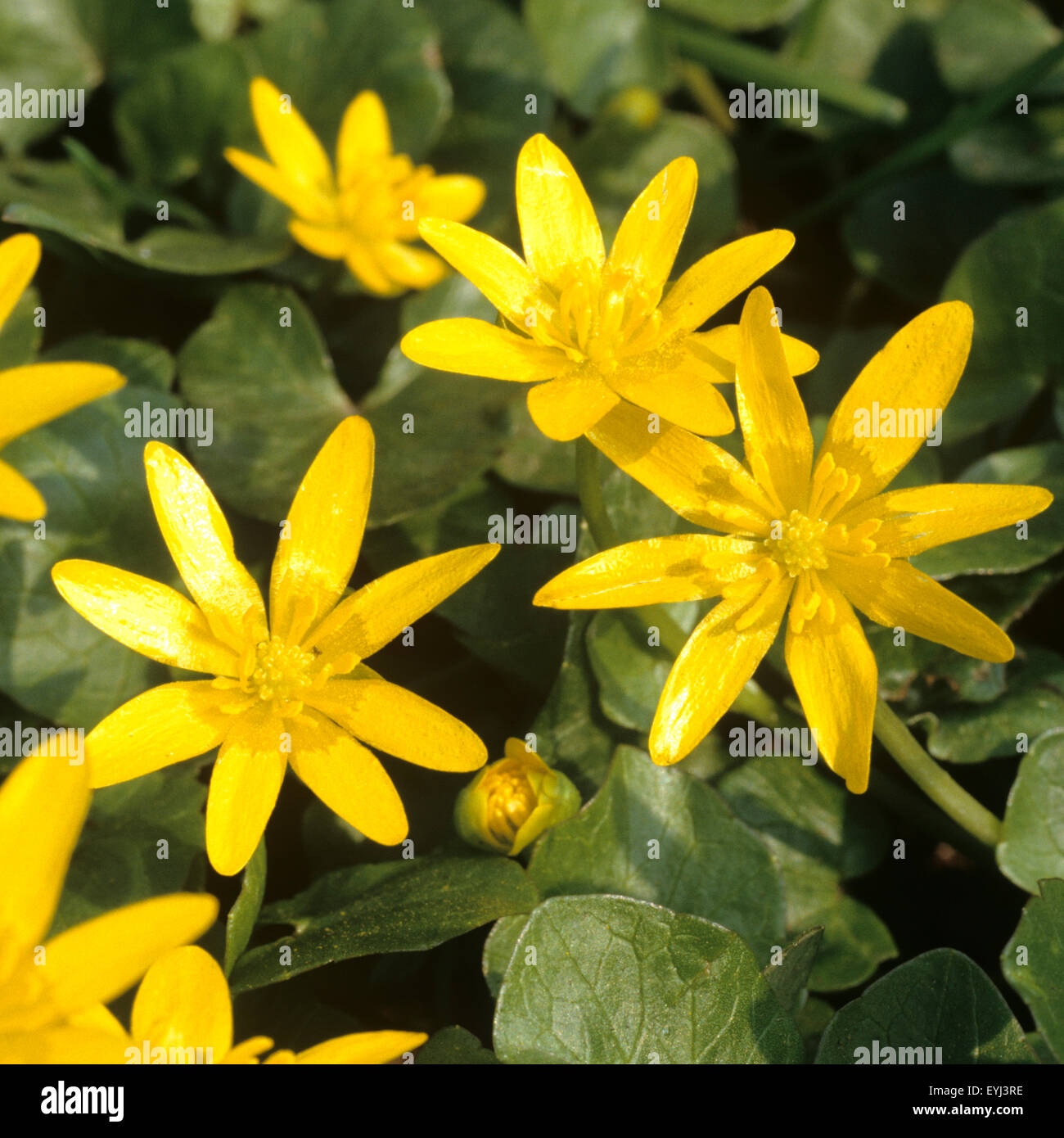 Scharbockskraut, Ranunculus, ficaria, gelbe Blueten, Stock Photo