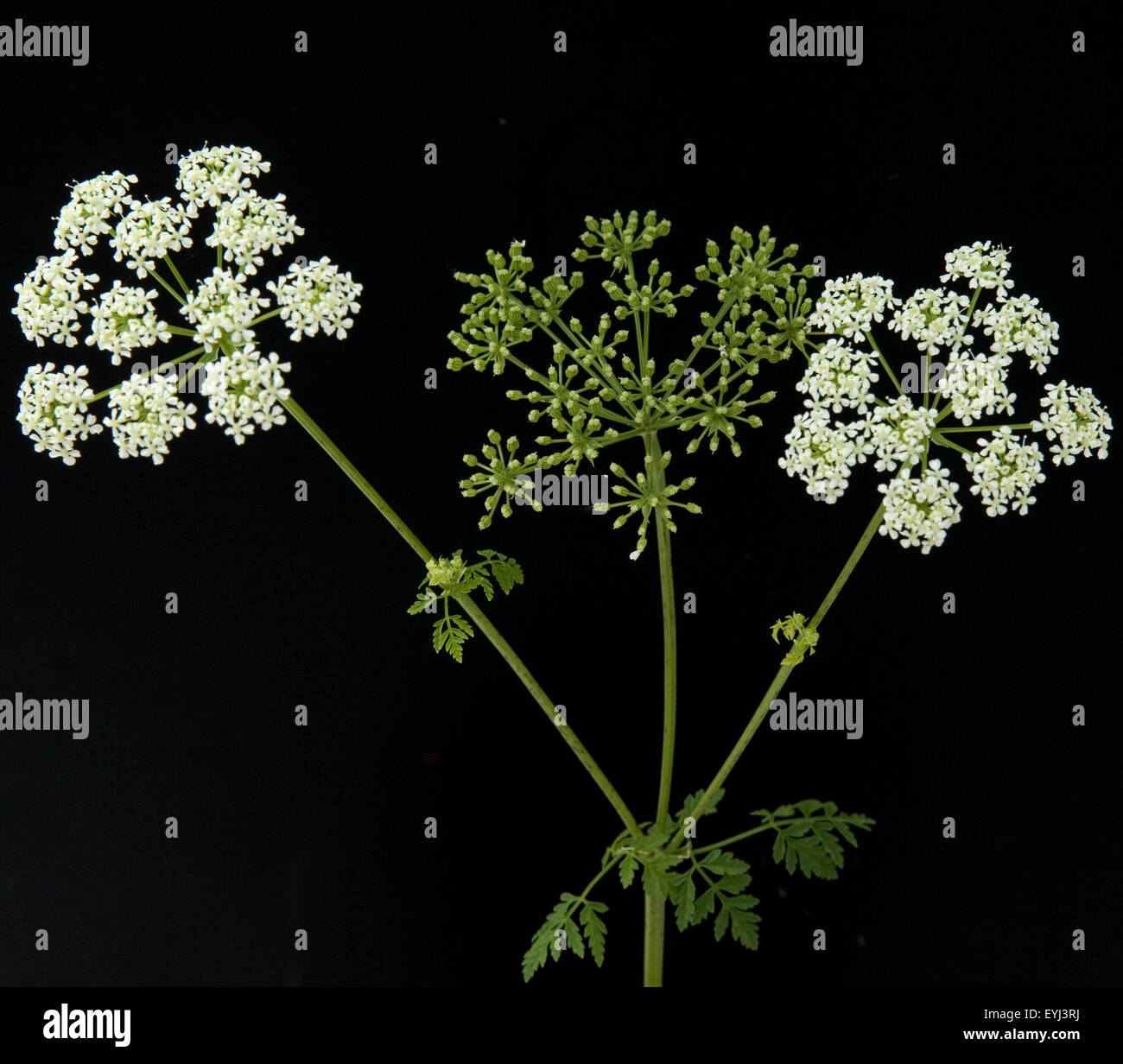 Schierling, Gefleckter, Conium, maculatum, Stock Photo