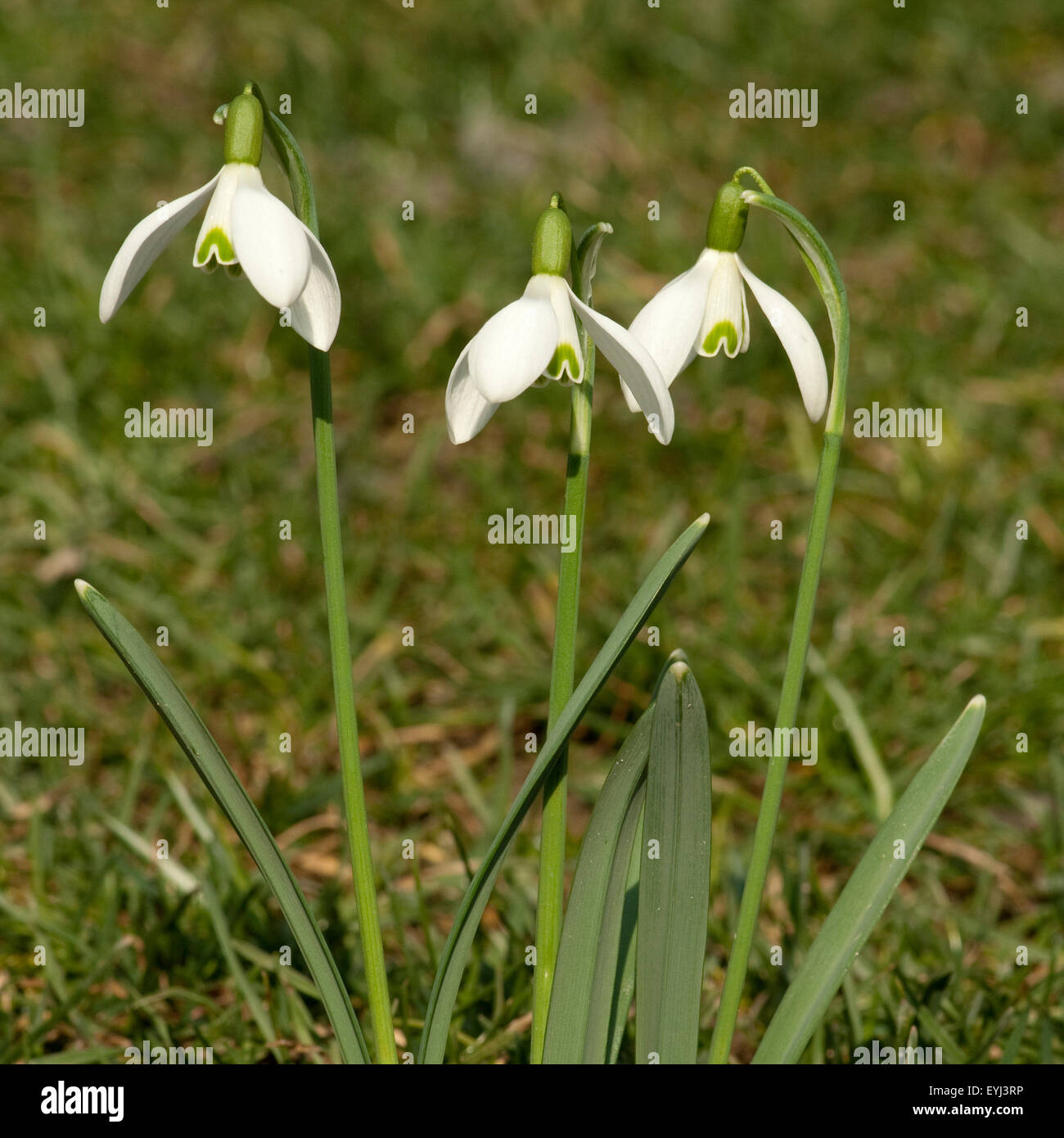 Schneegloeckchen; Galanthus, nivalis; Stock Photo