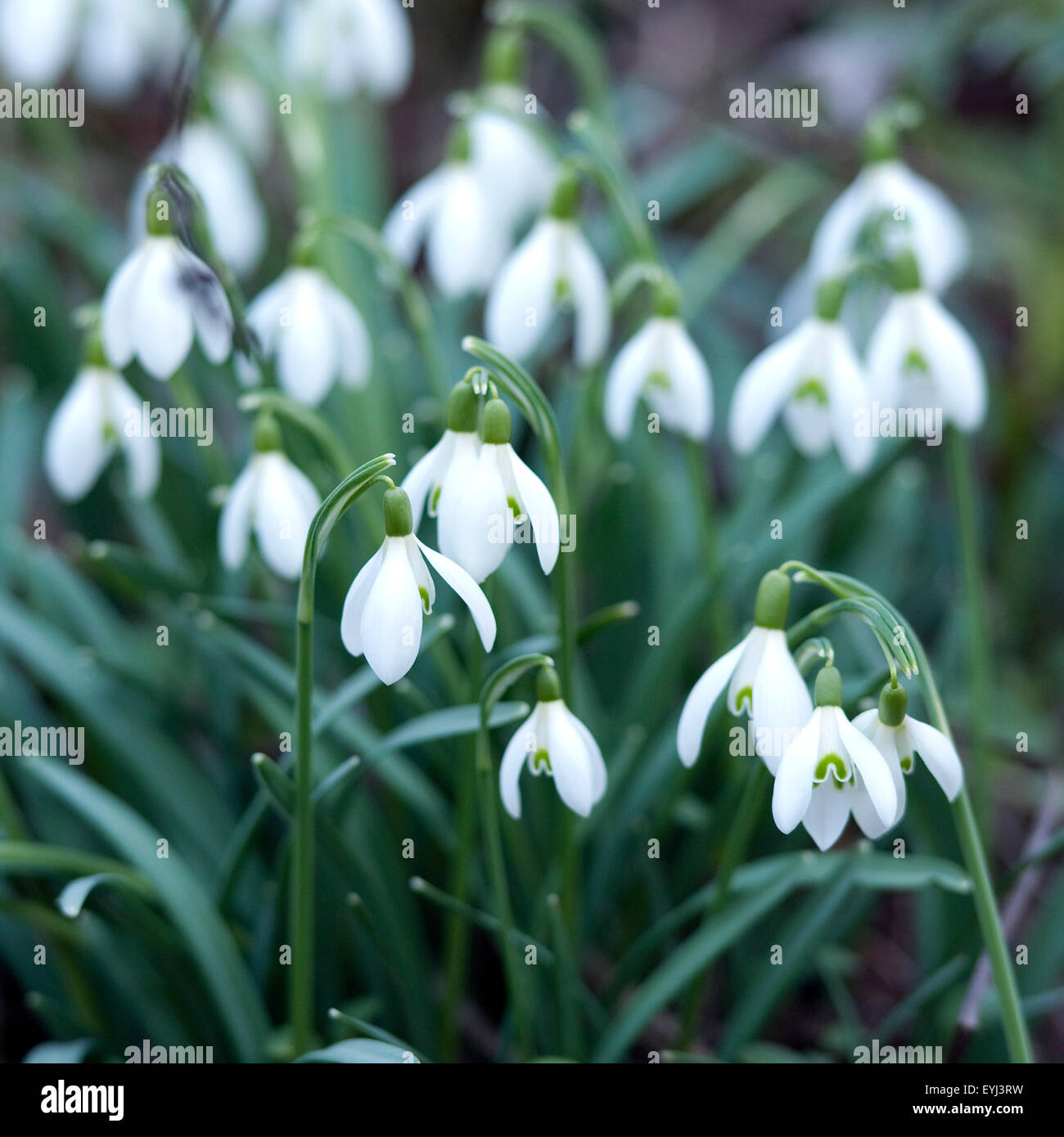 Schneegloeckchen; Galanthus, nivalis; Stock Photo