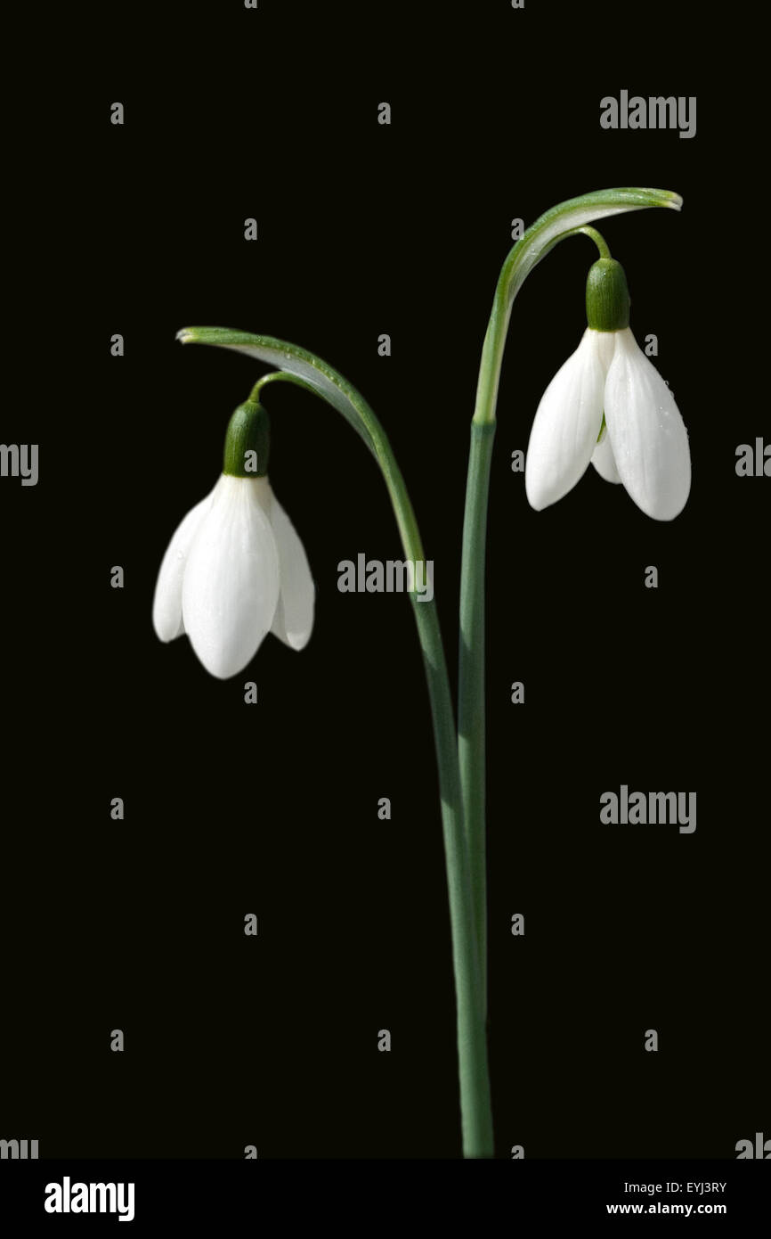 Schneegloeckchen; Galanthus, nivalis; Stock Photo