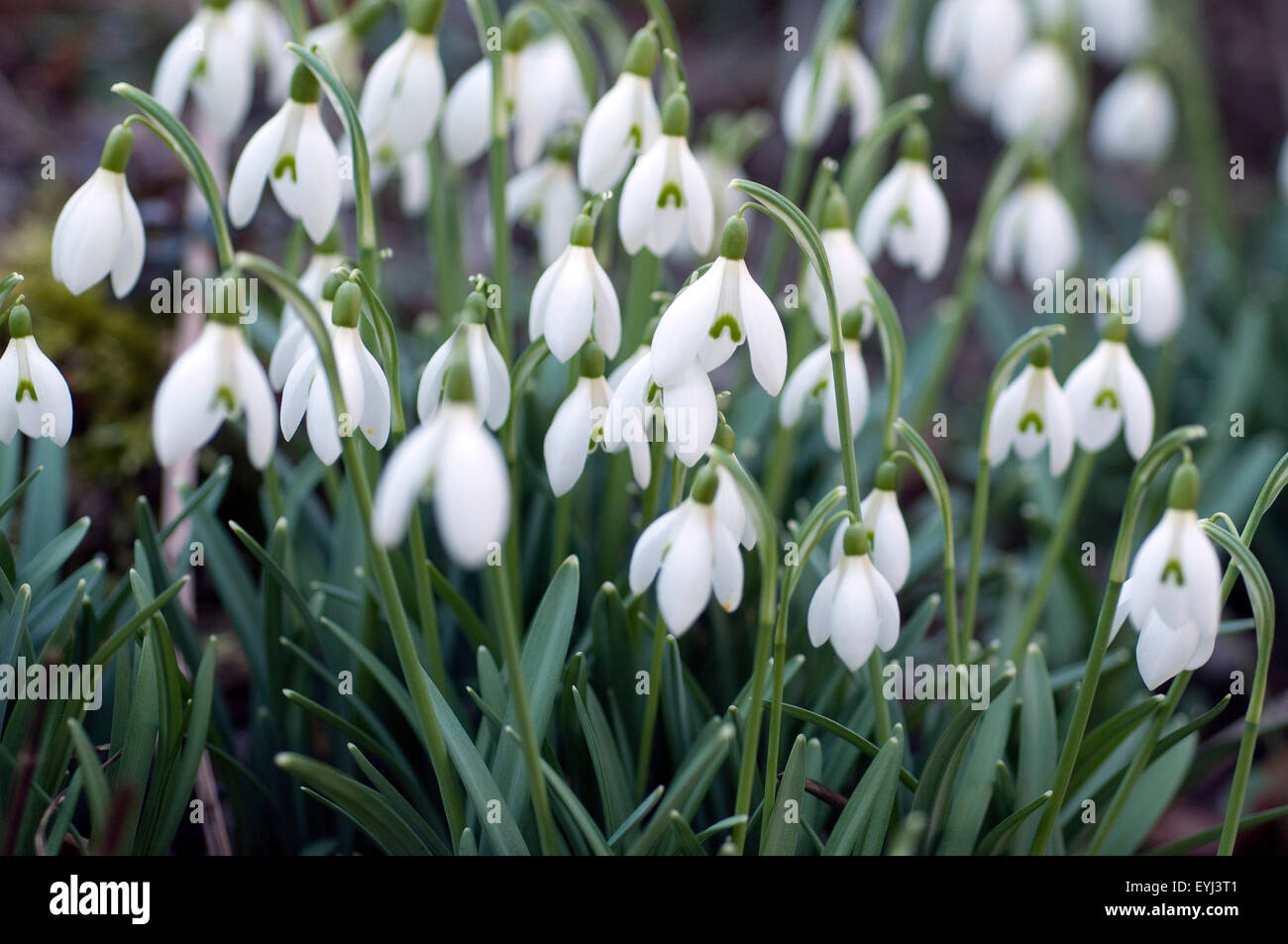 Schneegloeckchen; Galanthus, nivalis; Stock Photo