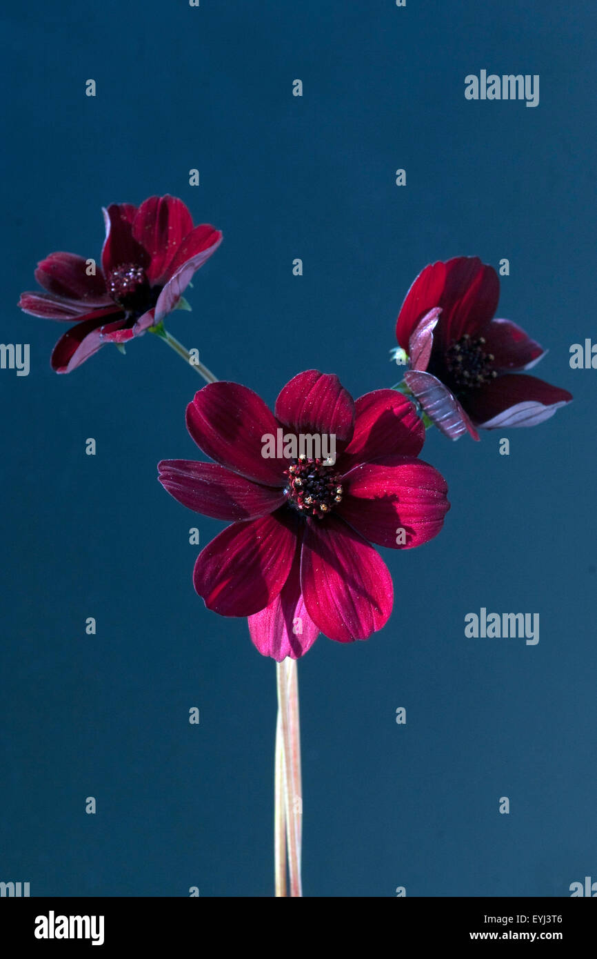 Schokoladenblume, Stock Photo