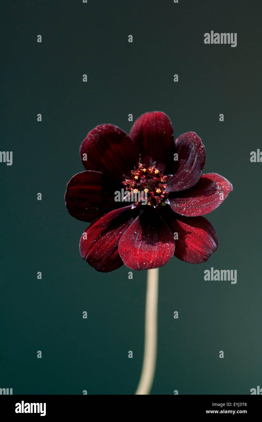 Schokoladen-Kosmea, Cosmos atrosanguineus, Stock Photo