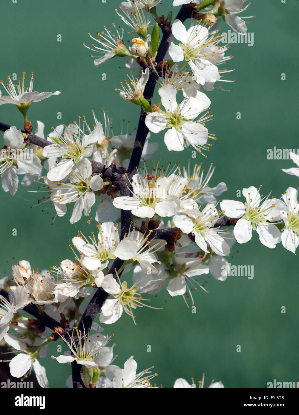 Schwarzdorn; Schlehen; Prunus; spinosa; Stock Photo