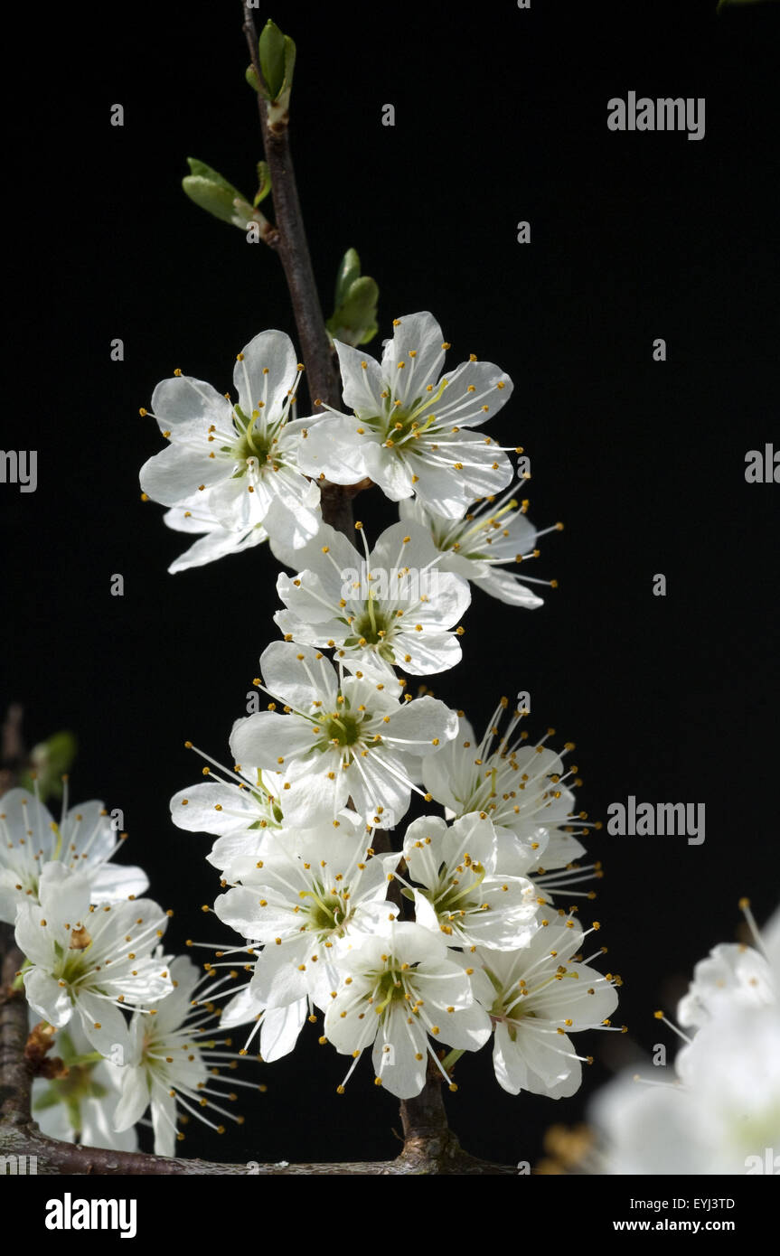 Schwarzdorn, Blueten Stock Photo