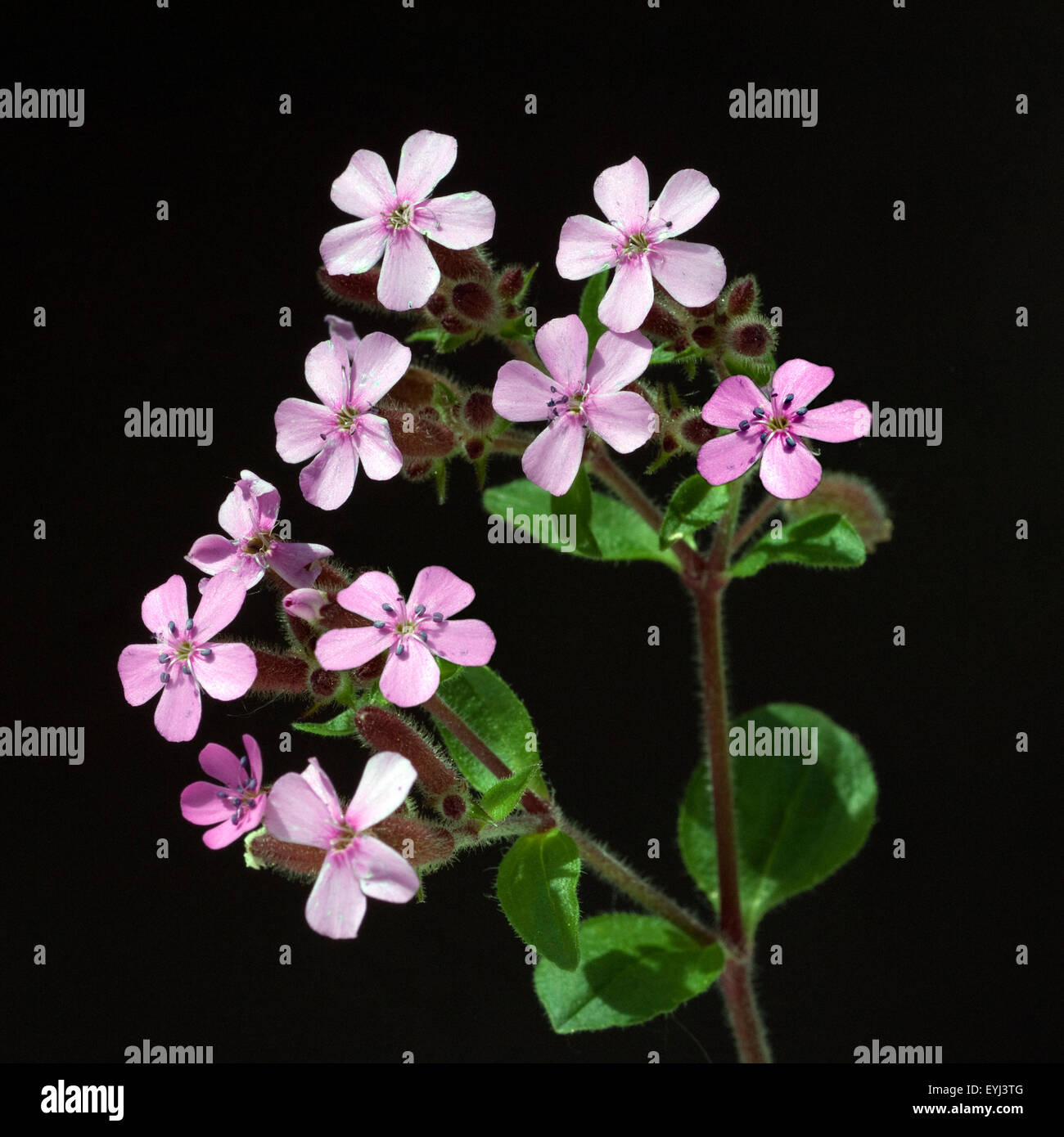 Rotes, Polster-Seifenkraut, Saponaria, ocymoides, Stock Photo