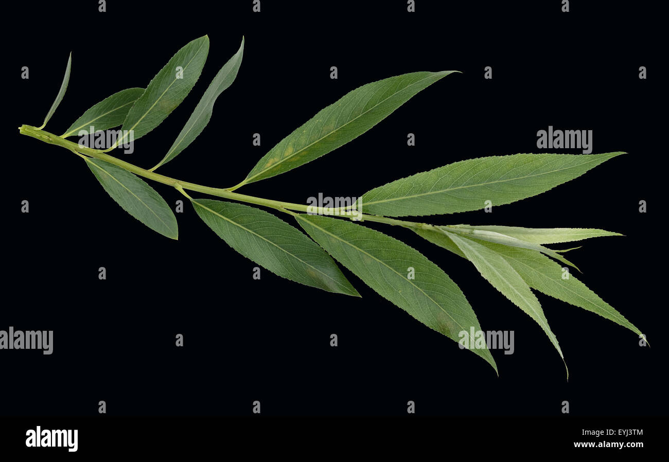 Silberweide, salix alba, Stock Photo