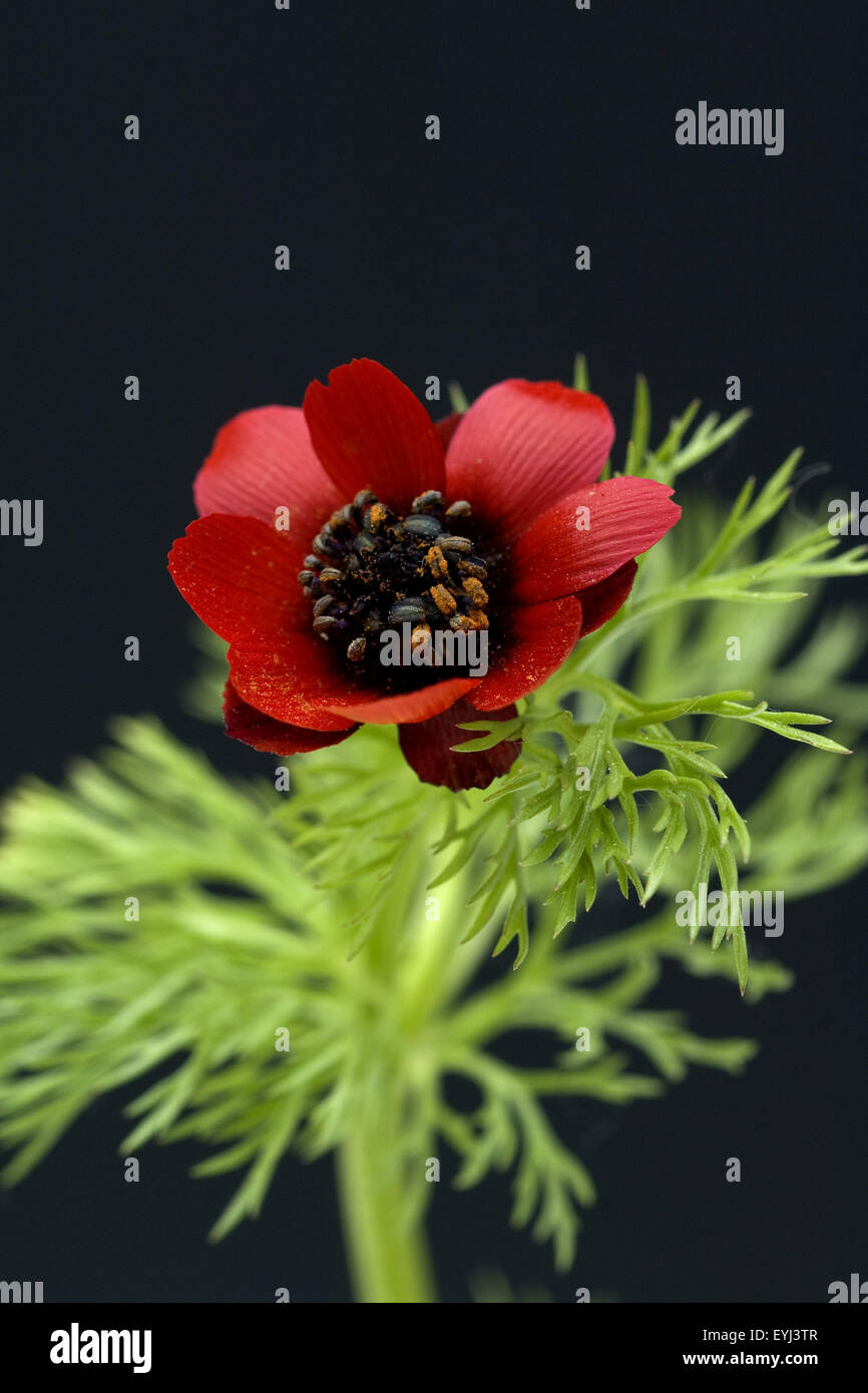 Sommeradonis, Adonis aestivalis, Adonisroeschen, Heilpflanzen, Stock Photo