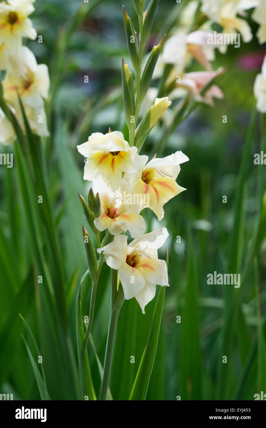 Gladiolus nanus 'Halley'.Nanus Gladioli flower Stock Photo