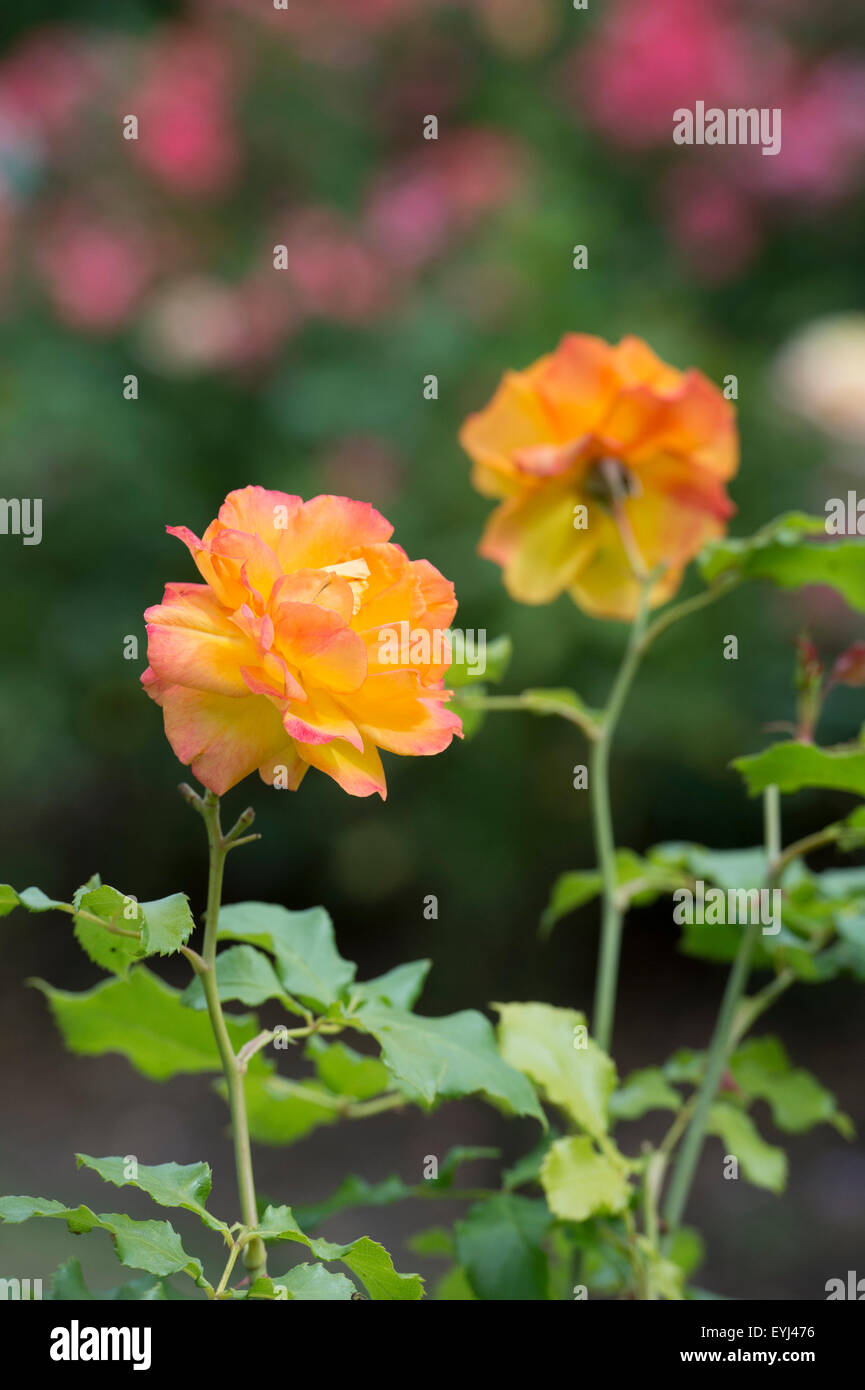 Rose Rosa Tanarasah Sahara In An English Garden Uk Stock Photo Alamy