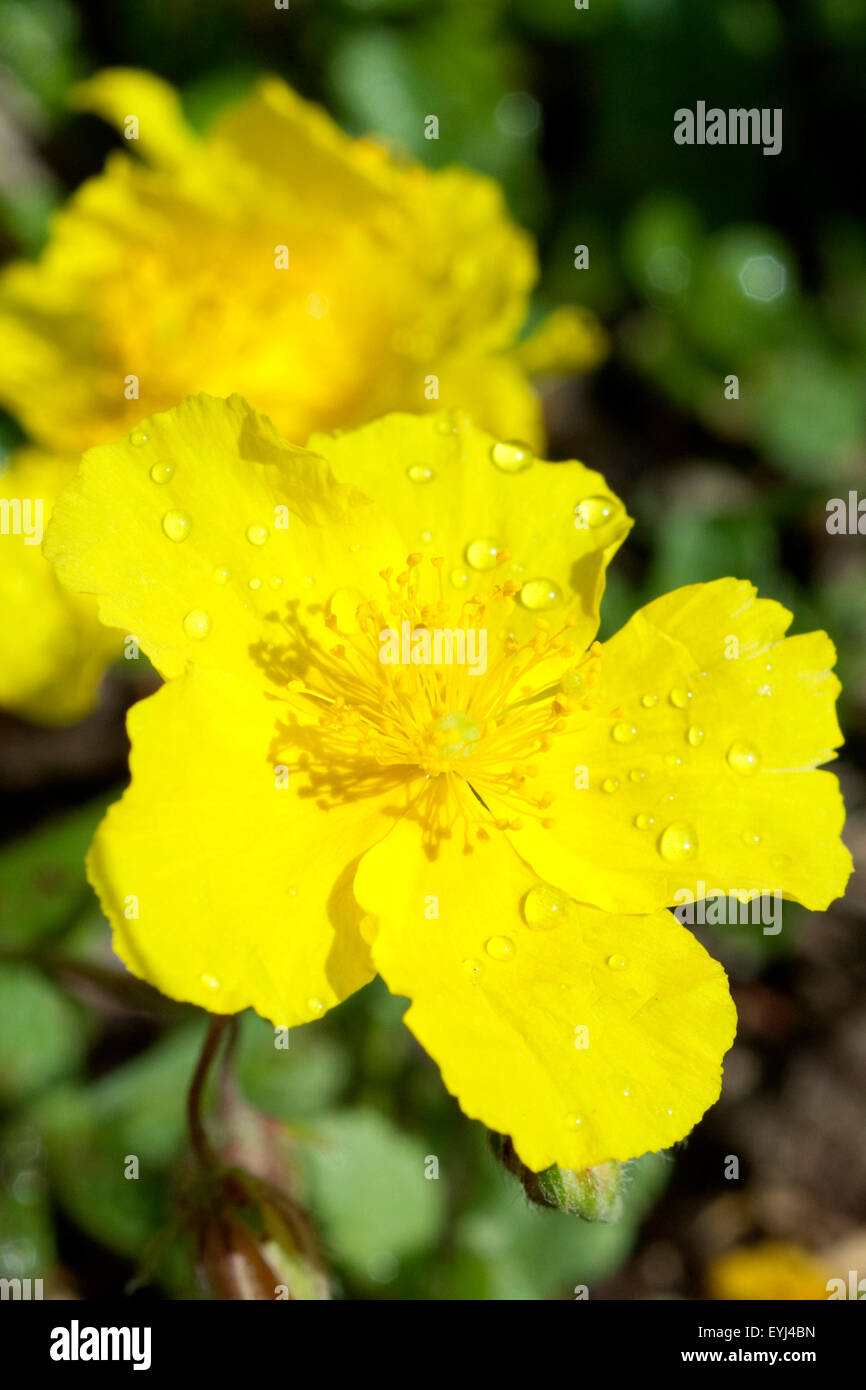 Sonnenroeschen; Helianthemum, nummularium; Stock Photo