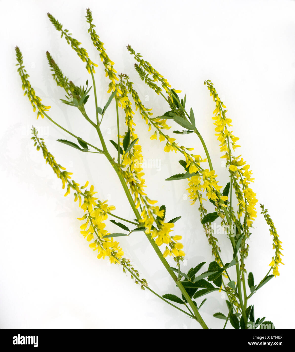 Steinklee; Melilotus, officinalis, Heilpflanzen, - Stock Photo