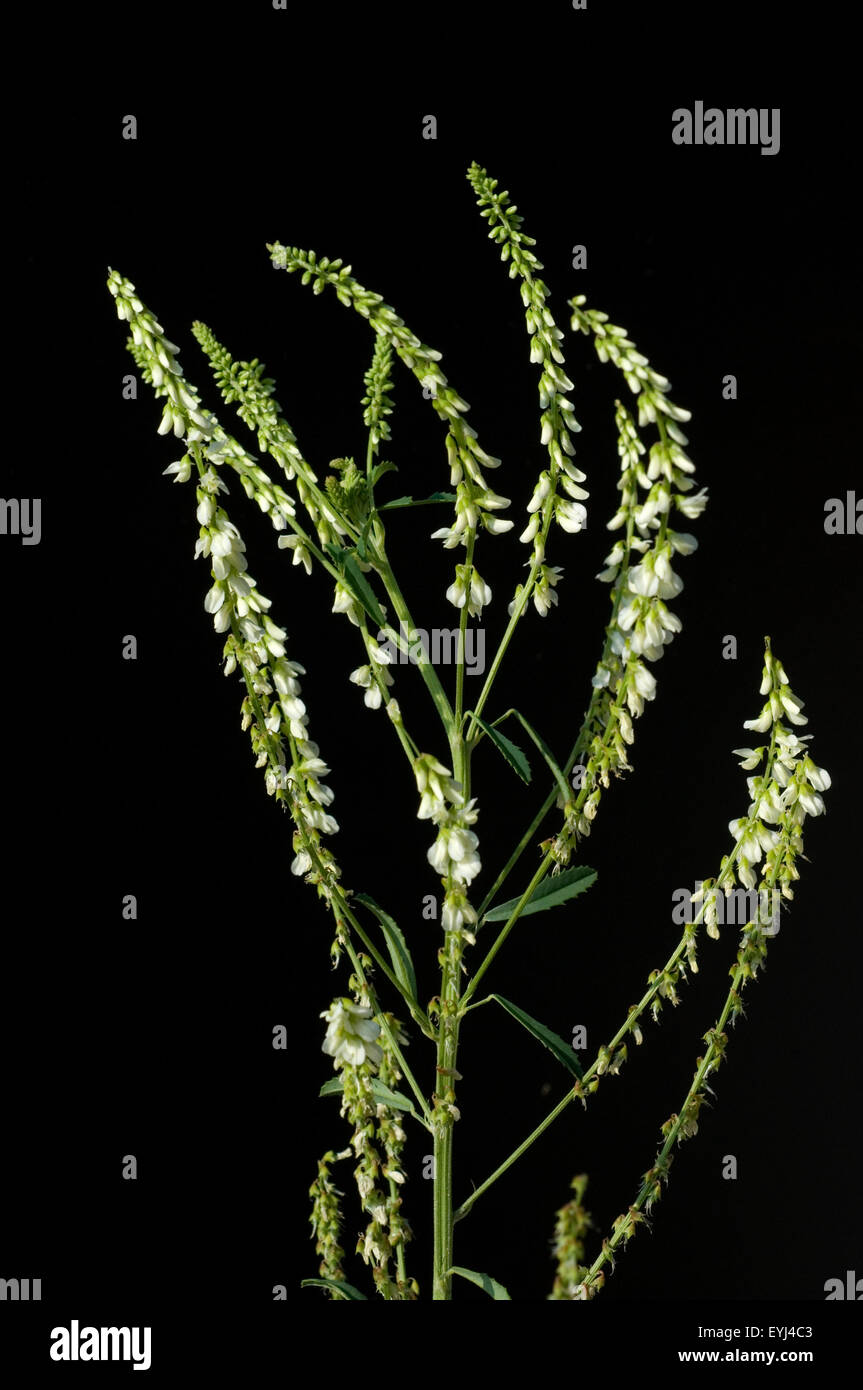 Steinklee; Melilotus, officinalis, Heilpflanzen, - Stock Photo