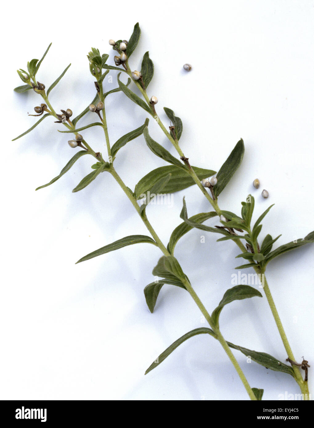 Steinsame, Echter Steinsame, Lithospermum Officinale, Heilpflanzen, Stock Photo