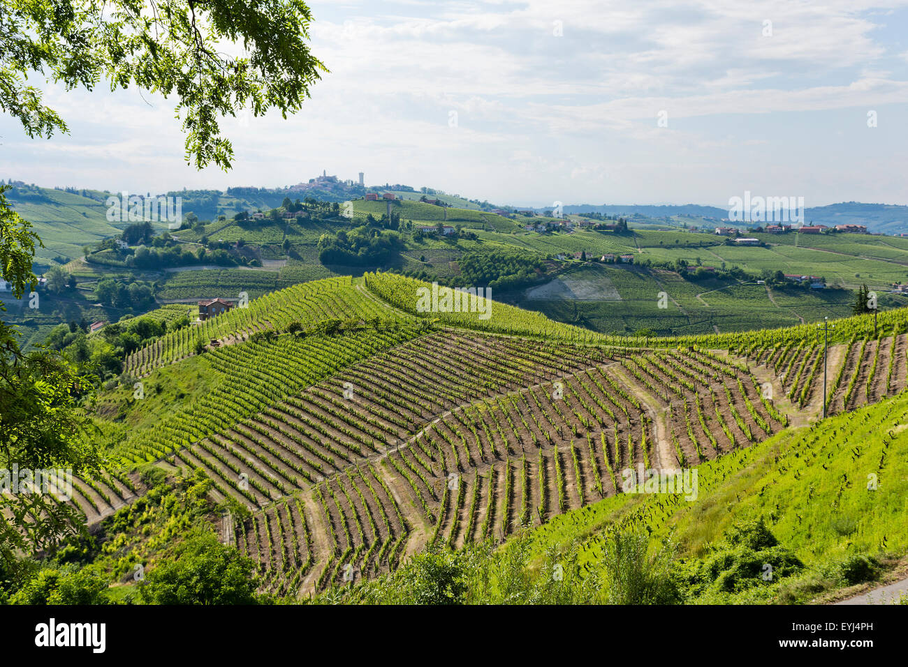 Italy,panorama of vineyards of Piedmont: Langhe-Roero and Monferrato on the World Heritage List UNESCO Stock Photo
