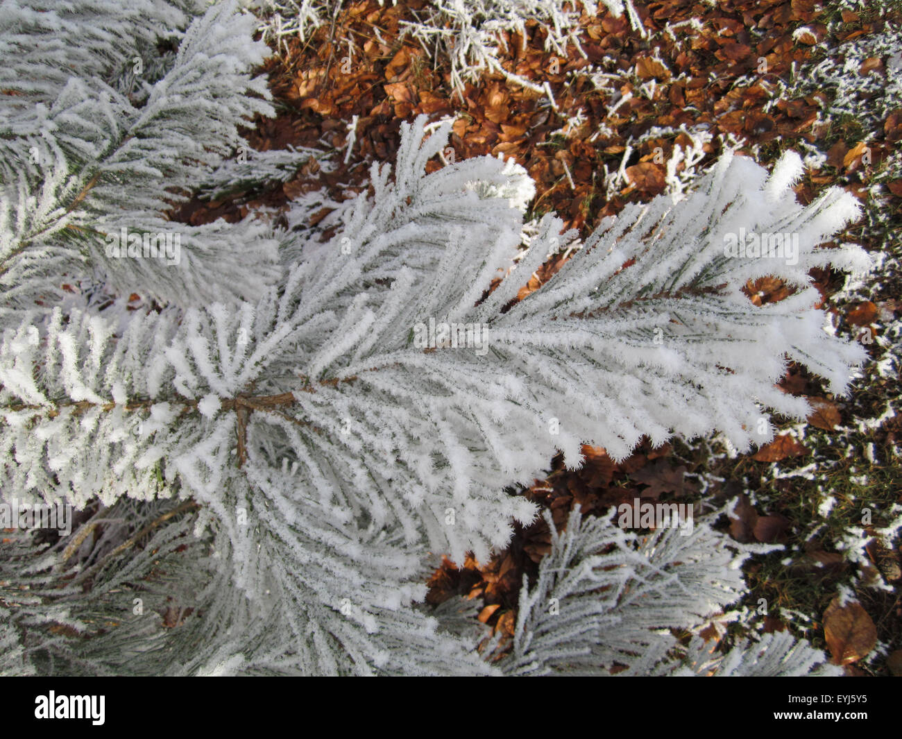 Pine needles frosted with snow, Germany Stock Photo - Alamy