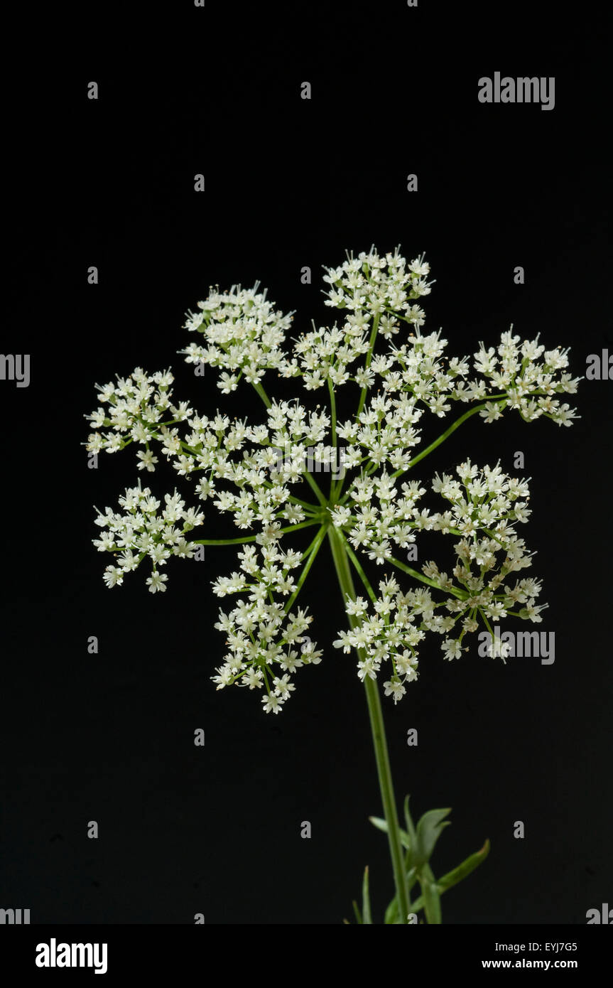 Anis, Pimpinella, anisum, - DEU, Deutschland, Stock Photo