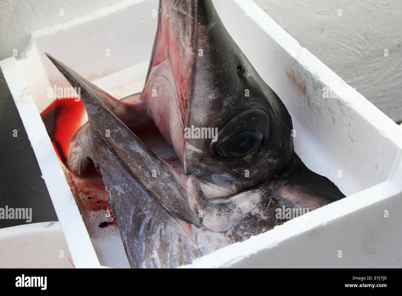 Head of swordfish for sale at fish market Stock Photo